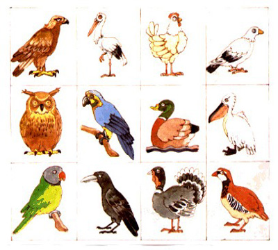 imagenes de aves