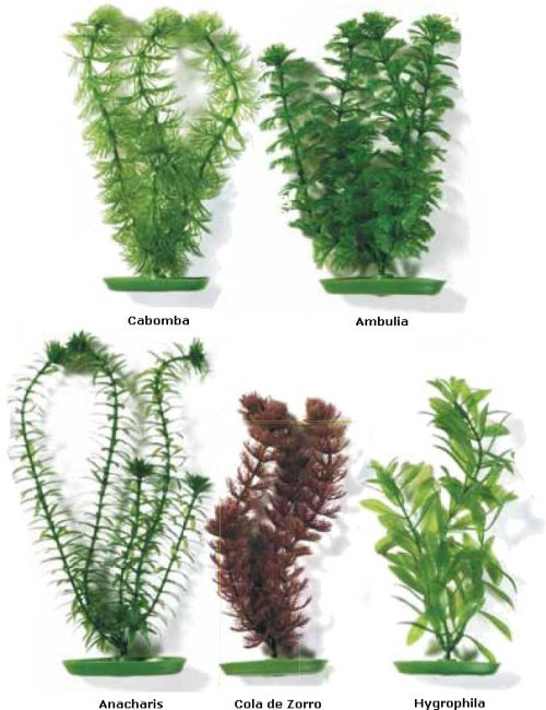 imagenes de plantas