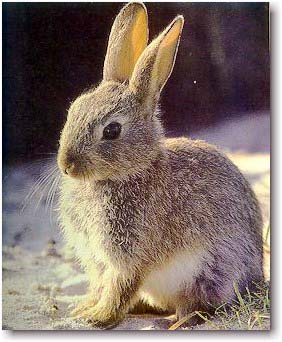fotos de conejos