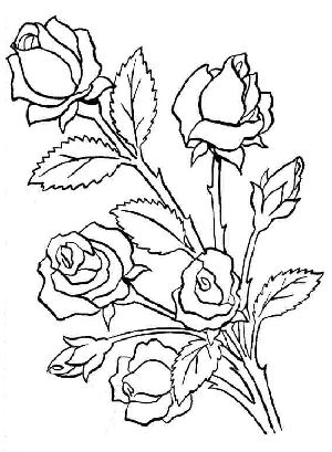 Imagenes de rosas