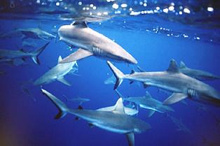 imagenes de tiburones
